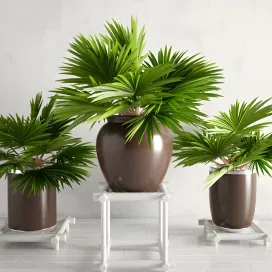 Potted palm plants collection